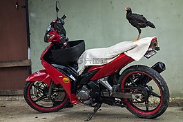 村,雞,自行車