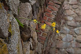 墙,花卉,夏天