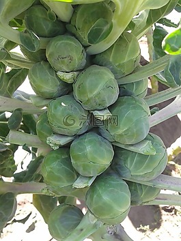 布魯塞爾,蔬菜,球芽甘藍(lán)
