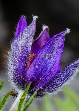 花,自然,植物區(qū)系