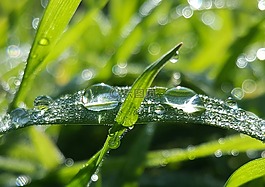雨滴,雨,草