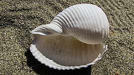 外殼,海灘,海