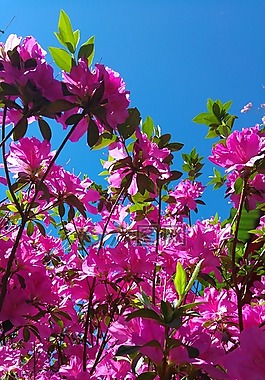杜鹃花,花,粉红色