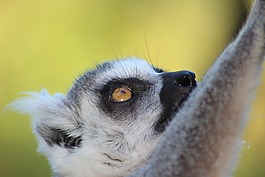 狐猴,野生動(dòng)物,動(dòng)物園