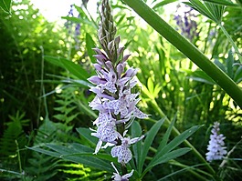 orchide,野生,植被