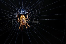 蜘蛛,web,蜘蛛網(wǎng)