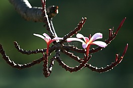 姜黄色百合花,花,植物