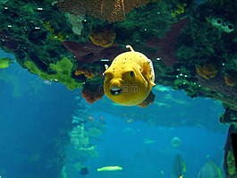 水族館,魚,游泳