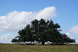 樹,橡樹,藍(lán)色的天空