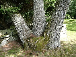 alphem,aboretum,floby
