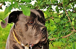 犬的冥想,狗,夏天