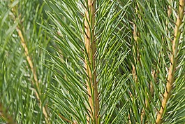 性質(zhì),植物,樹