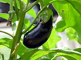 蔬菜,茄子,食品