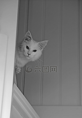 mainecoon,动物,猫咪