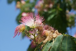 花,粉红色,布什