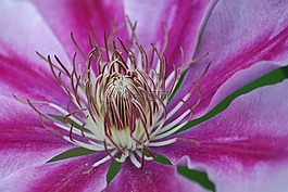 鐵線蓮,鐵線蓮花卉,開花