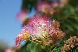 花,粉红色,布什