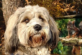 狗,西藏小獵犬,小狗