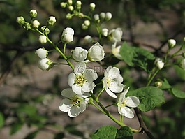 黑樱桃,ahlkirsche,沼泽樱桃