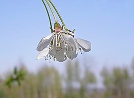 開花的樹,櫻桃,鮮花