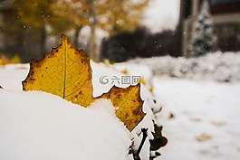 樹葉,冬天,照片