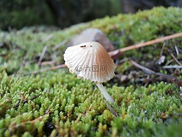 白,蘑菇,菌類