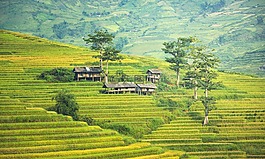高爾夫俱樂部,那個村莊。,農(nóng)業(yè)