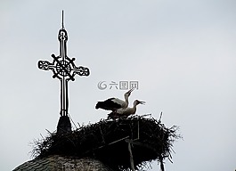 春天,鳥類,教會(huì)