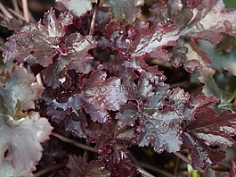 heuchera,alumroot,珊瑚的鐘聲
