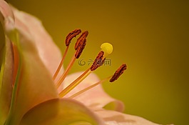 花卉,莉莉,心情