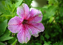 花,春天,顏色