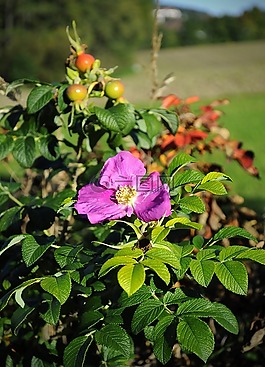 花,春天,顏色