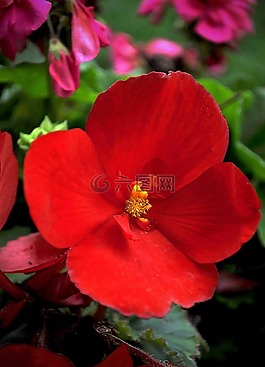 花,春天,顏色