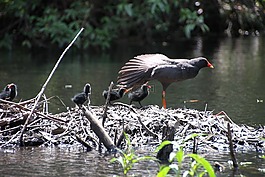 sydeny,澳大利亞,鳥