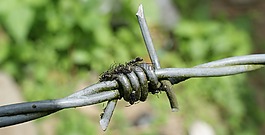 圖像,帶刺的鐵絲網(wǎng)是,螞蟻