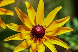 花,自然,植物區(qū)系
