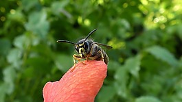黃蜂,昆蟲,關閉