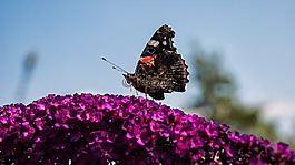 蝴蝶,花卉,戶外