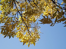 天空,葉子,秋