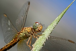 蜻蜓,昆蟲,特寫