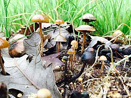 蘑菇,秋天,仙女