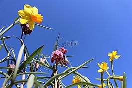 花,喇叭花,植物區(qū)系