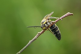 黃蜂,大黃蜂,昆蟲