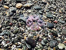魚(yú),海,海蜇