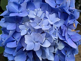 花,自然,植物區(qū)系