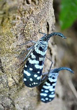 canthigaster 蝉,内陷,多彩