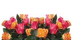 玫瑰,鮮花,性質(zhì)