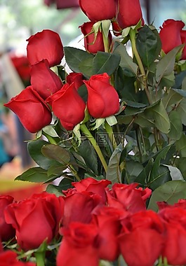 羅莎,花,花束