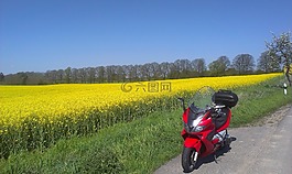 摩托車,油菜,字段