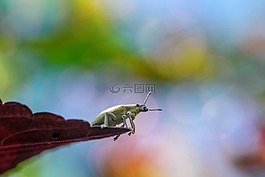 昆蟲,甲蟲，昆蟲,特寫